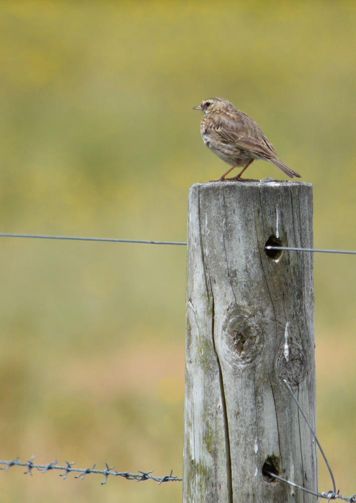 Songlark rufous 2022 0001.JPG